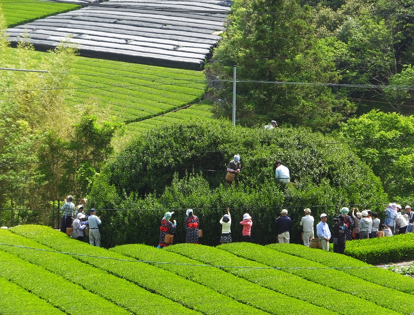 藤枝茶